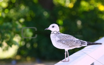 Seagull on green background