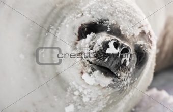 snot-nosed seal 