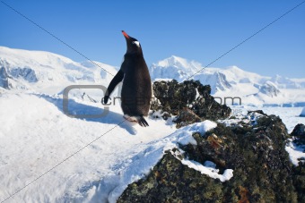 
penguin on the rocks