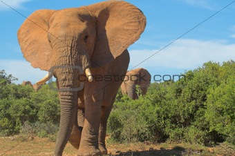 Stampeding Elephant