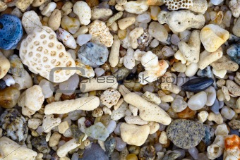 Shells and coral on a tropical beach - background