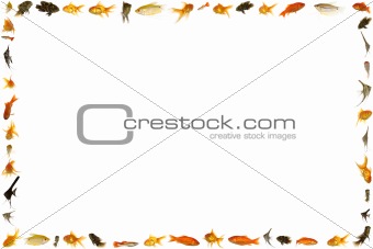 Fish frame isolated on white background