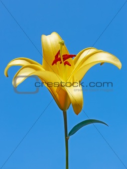 Big yellow lily flower