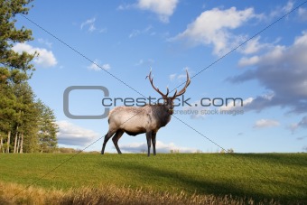 Bull Elk on a Grassy Hillside