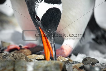 black and white penguin 
