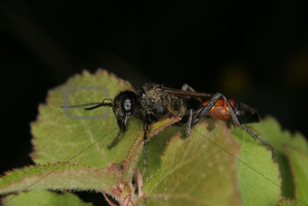 Ichneumon wasp (Ichneumonidae)