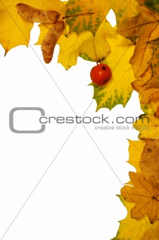 Autumn frame