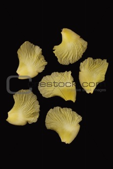 Yellow petals on black background