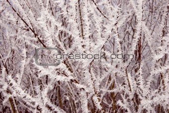 white frost covered branches