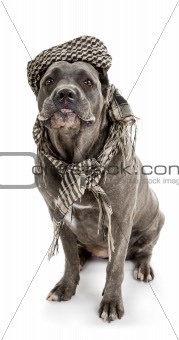  dog breed "Cane Corso"