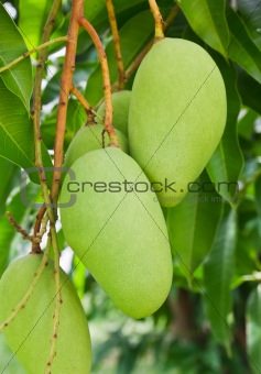 A Green mango tree 