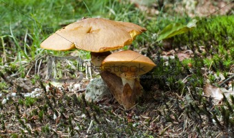 fungus in holland