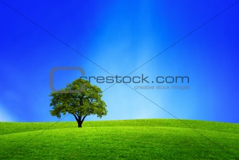 Oak tree in nature