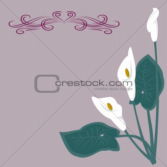 White lilies on a gray background