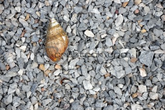snail's shell