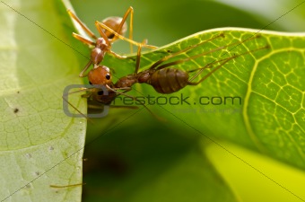 red ants team work kiss in building home