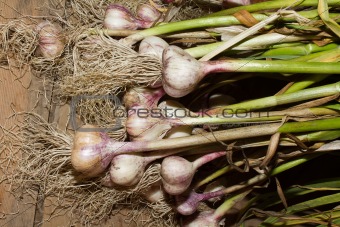 freshly picked garlic