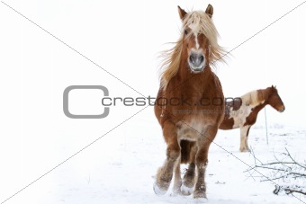 A running horse in a snowy landscape