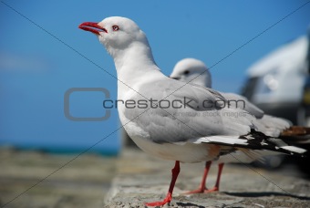 Sea Gulls on Coast