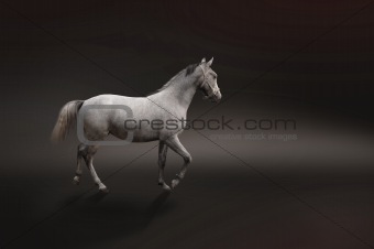Gray horse isolated on black