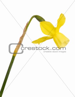Stem and flower of a yellow daffodil flower