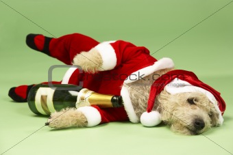 Small Dog In Santa Costume Lying Down With Champagne Bottle