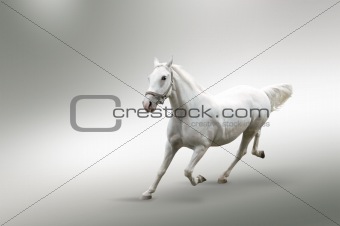 Isolated picture of white horse in motion