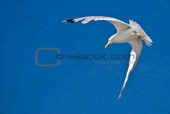 Sea gull flying with blue sky in background