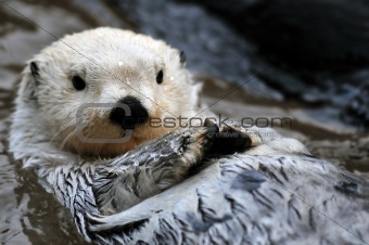 White sea otter