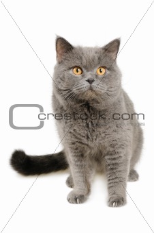 British cat sits and looking into camera
