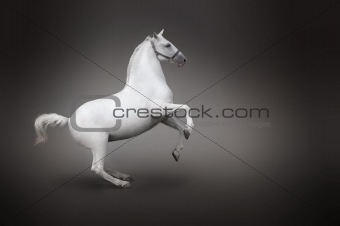 White horse rearing isolated - side view