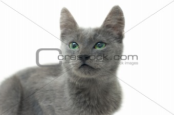 Grey kitten with green eyes
