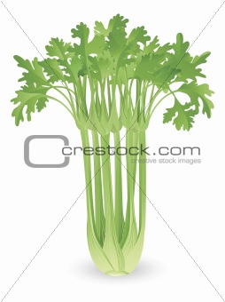 Bunch of celery illustration