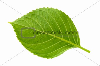 Fresh leaf
