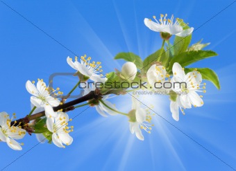 blossoming cherry twig on sky and sunshine background