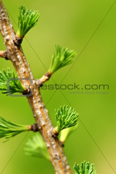 Green spring needles