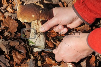 Picking bolete mushroom