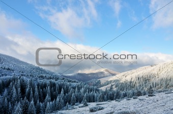 first snow in mountains, fir trees, clouds and mist