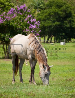 Beautiful horse feeding on grass
