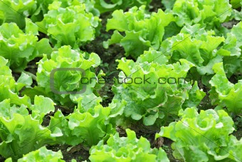 vegetable in field