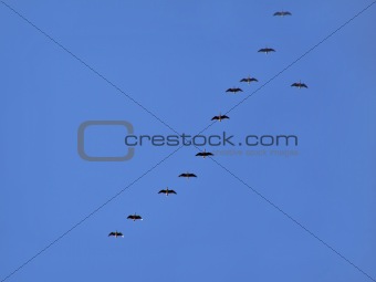 geese in turn blue sky 