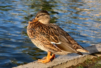 Duck out of water.  Colourful female mallard duck.