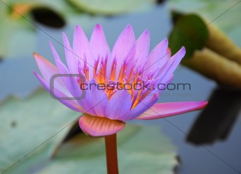 Blooming purple lotus flower