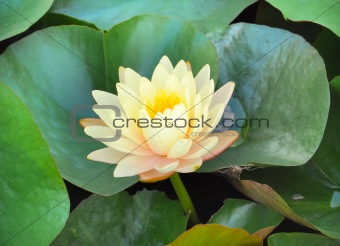 Blooming yellow lotus flower