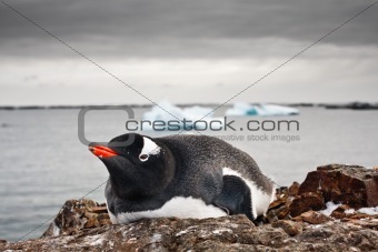 Penguin resting with icebergs in the background