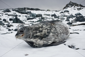 The grey seal 