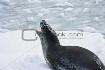 The grey seal