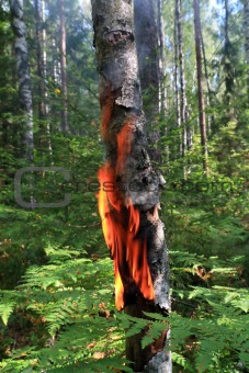fire in wood