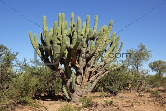 Toothpick cactus