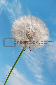 Dandelion against blue sky